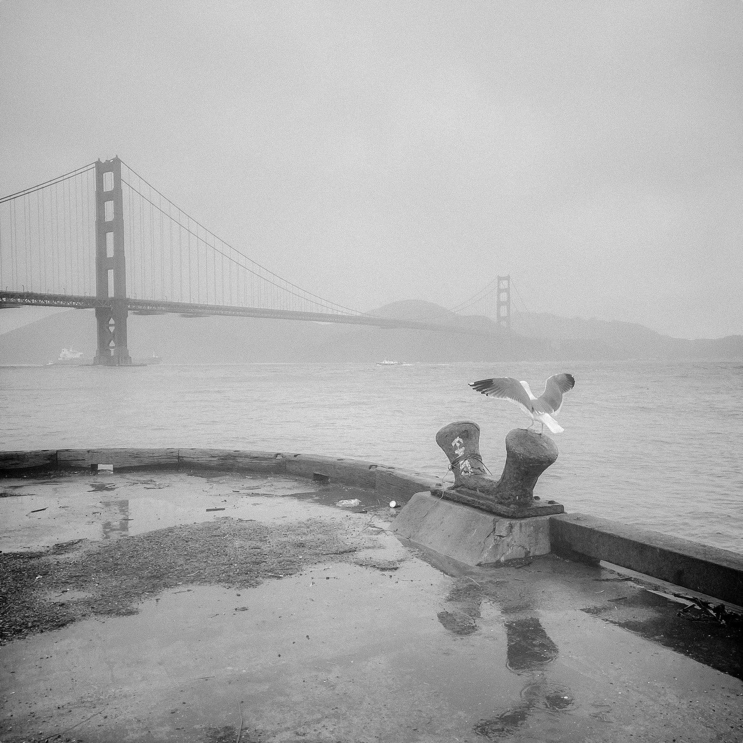 Fog + Gull, Chrissy Field, San Francisco - Golden Gate Bridge, monochrome, ocean, bay