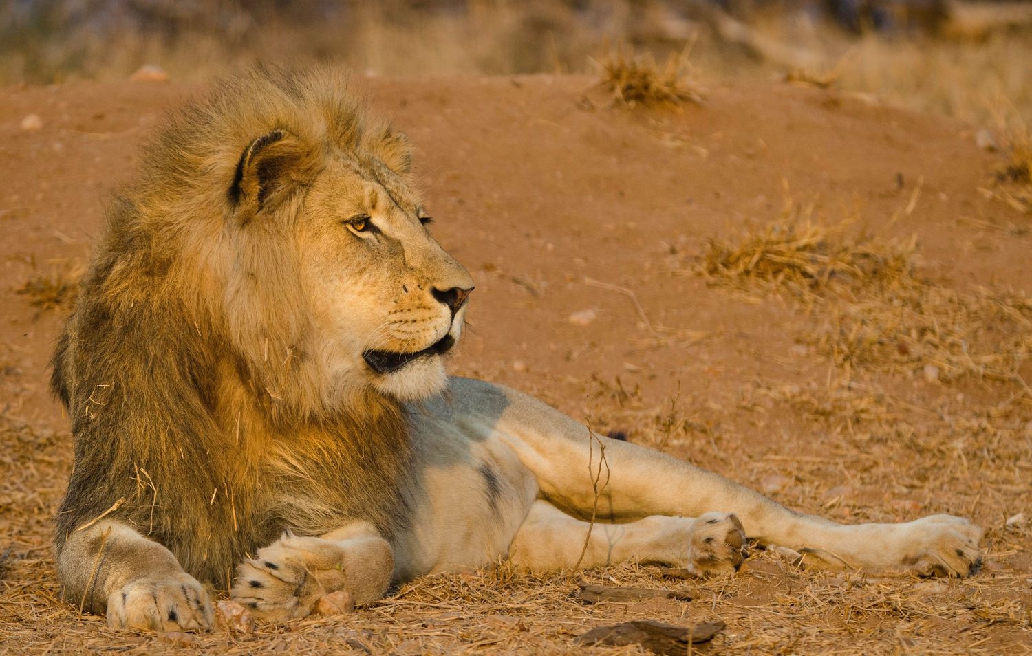 Lion, South Africa