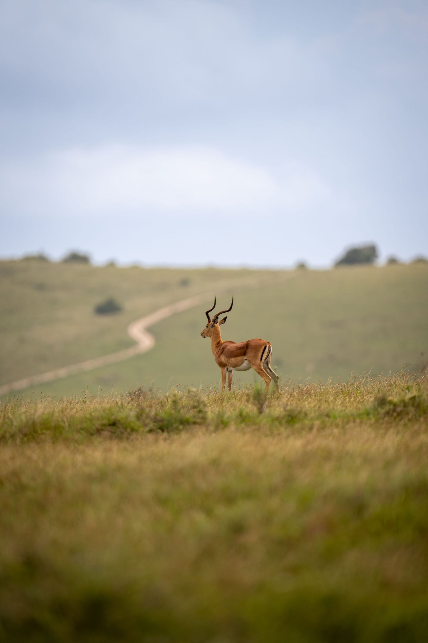 Lone antelope standing on grassy hilltop against dramatic sky.