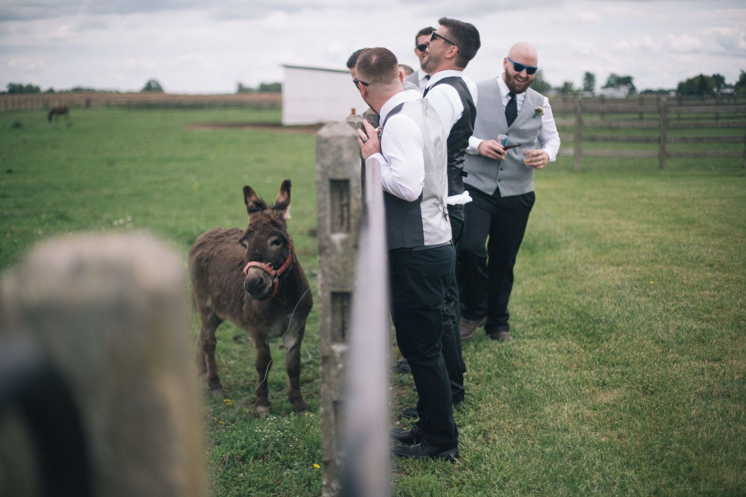 Wedding couple posing with donkeys in a green pastoral field.