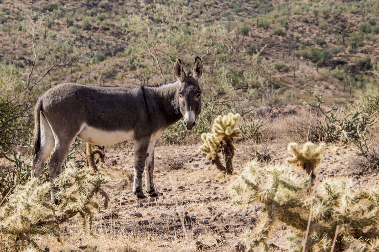 Burro, Lake Pleasant, AZ