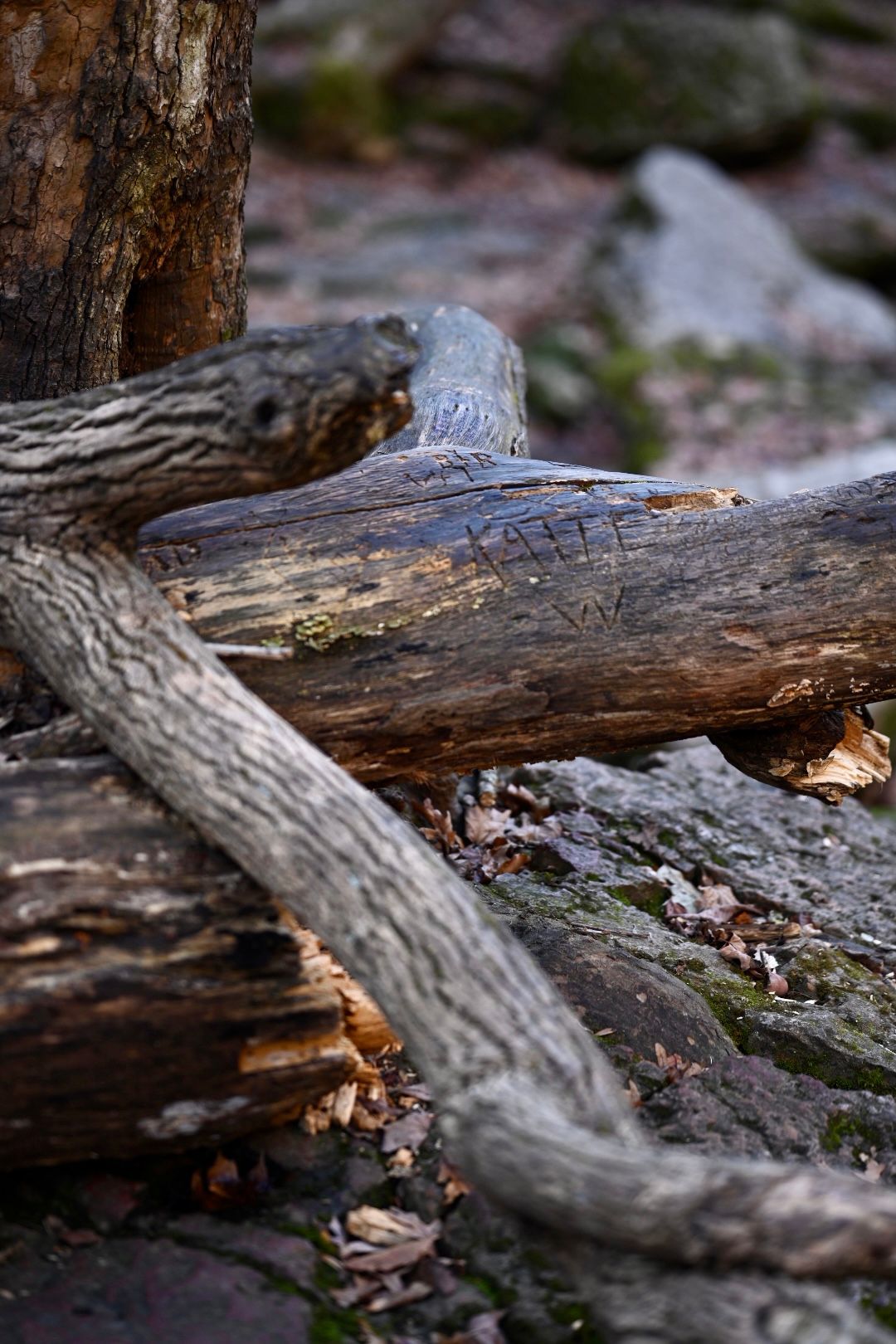 Close-up detail of weathered log showing aged wood grain and natural textures.