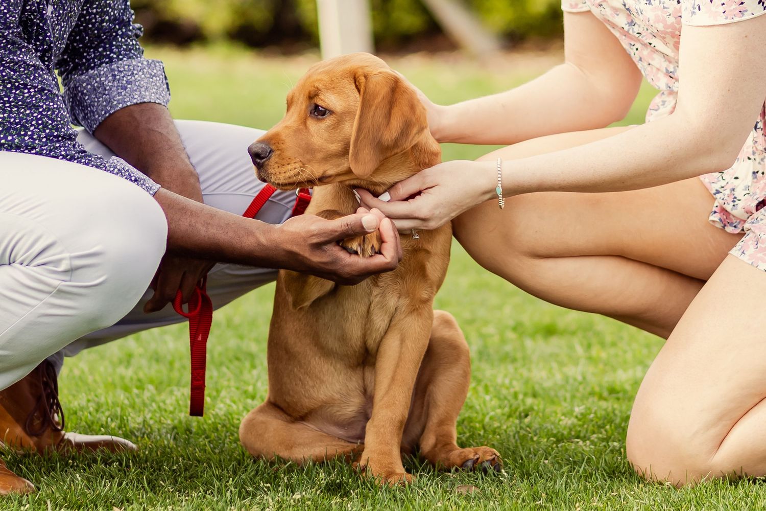 Close-up of couple's hands holding a golden retriever puppy sitting on green grass.