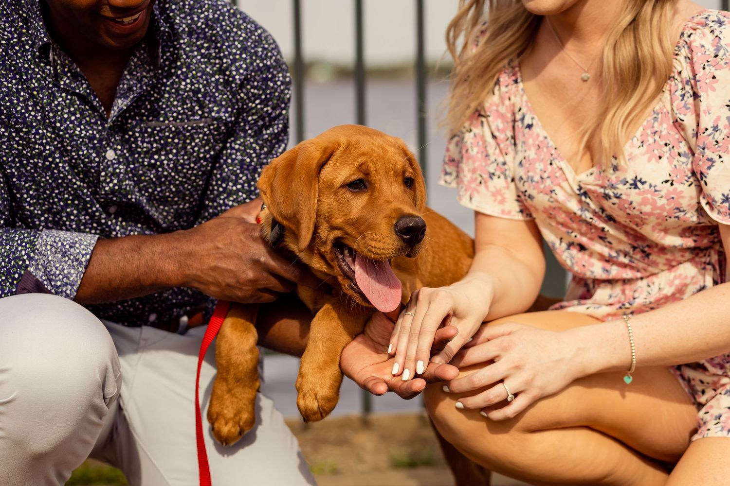 Couple cuddling a happy golden retriever puppy with tongue out on a sunny day outdoors.