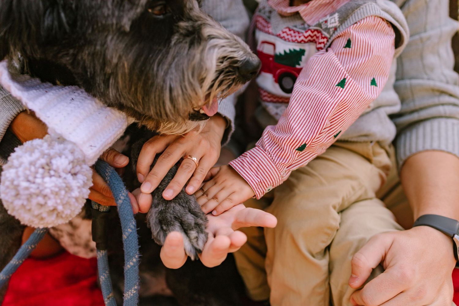 Close-up of family hands and dog paw touching together on red blanket during holiday session.