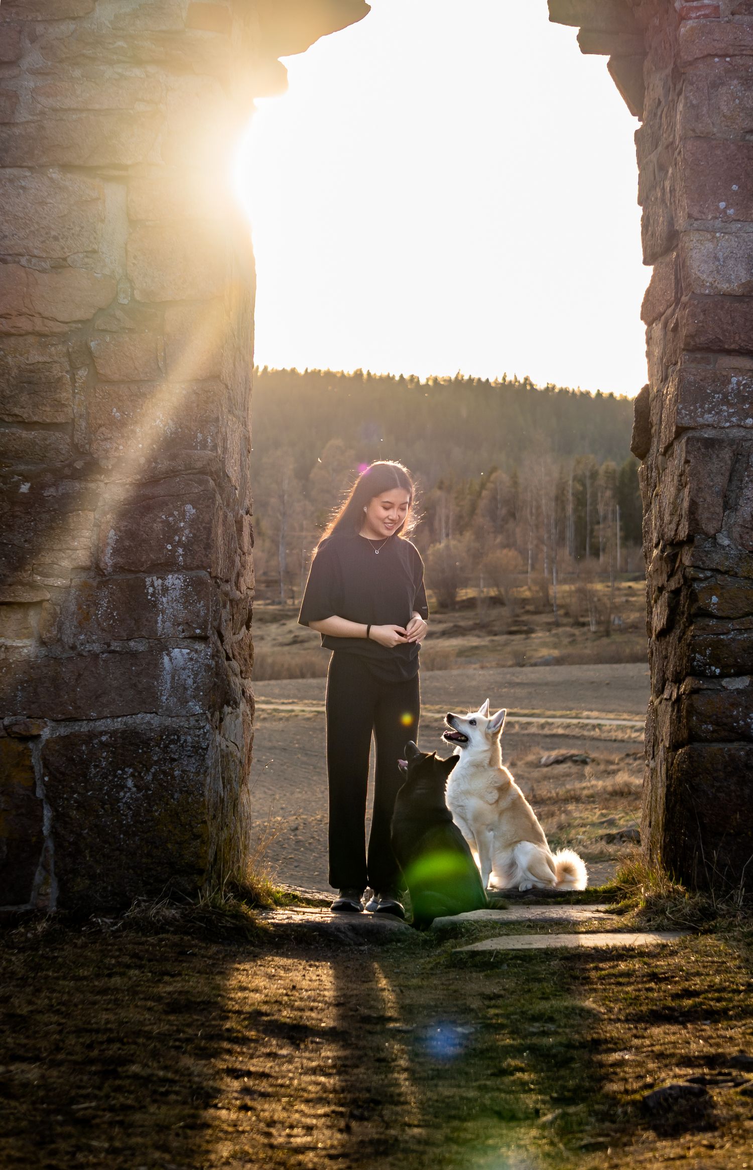 Norsk Buhund, Maridalen, Kjæledyrfoto