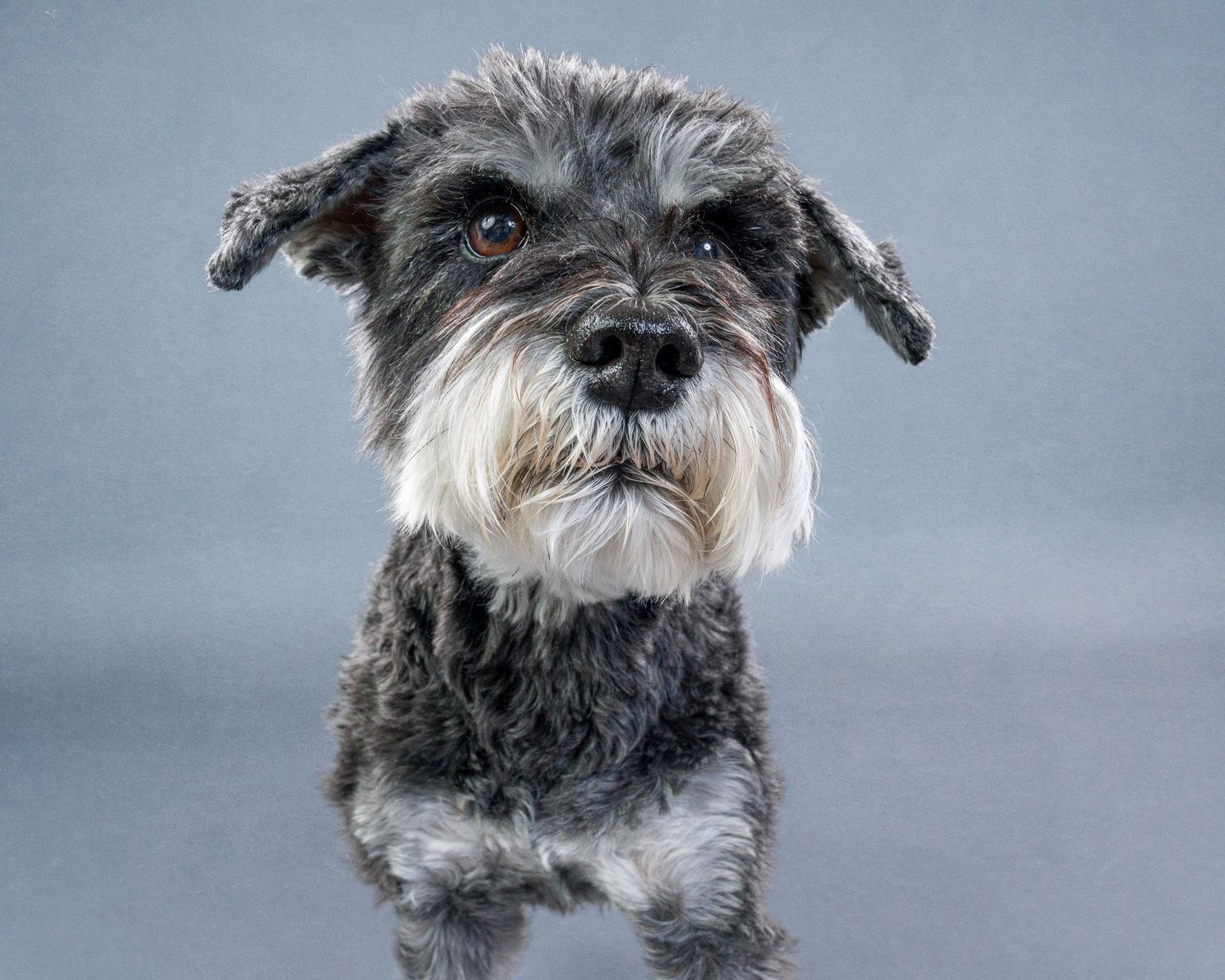 Professional pet photography