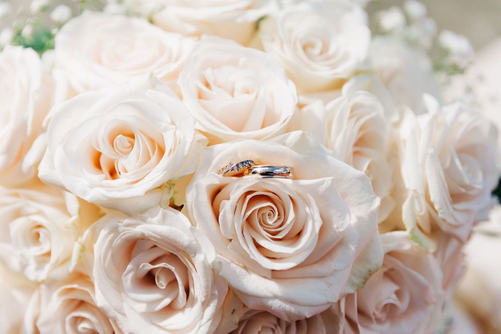 Close-up of cream colored roses with wedding rings nestled among the petals.