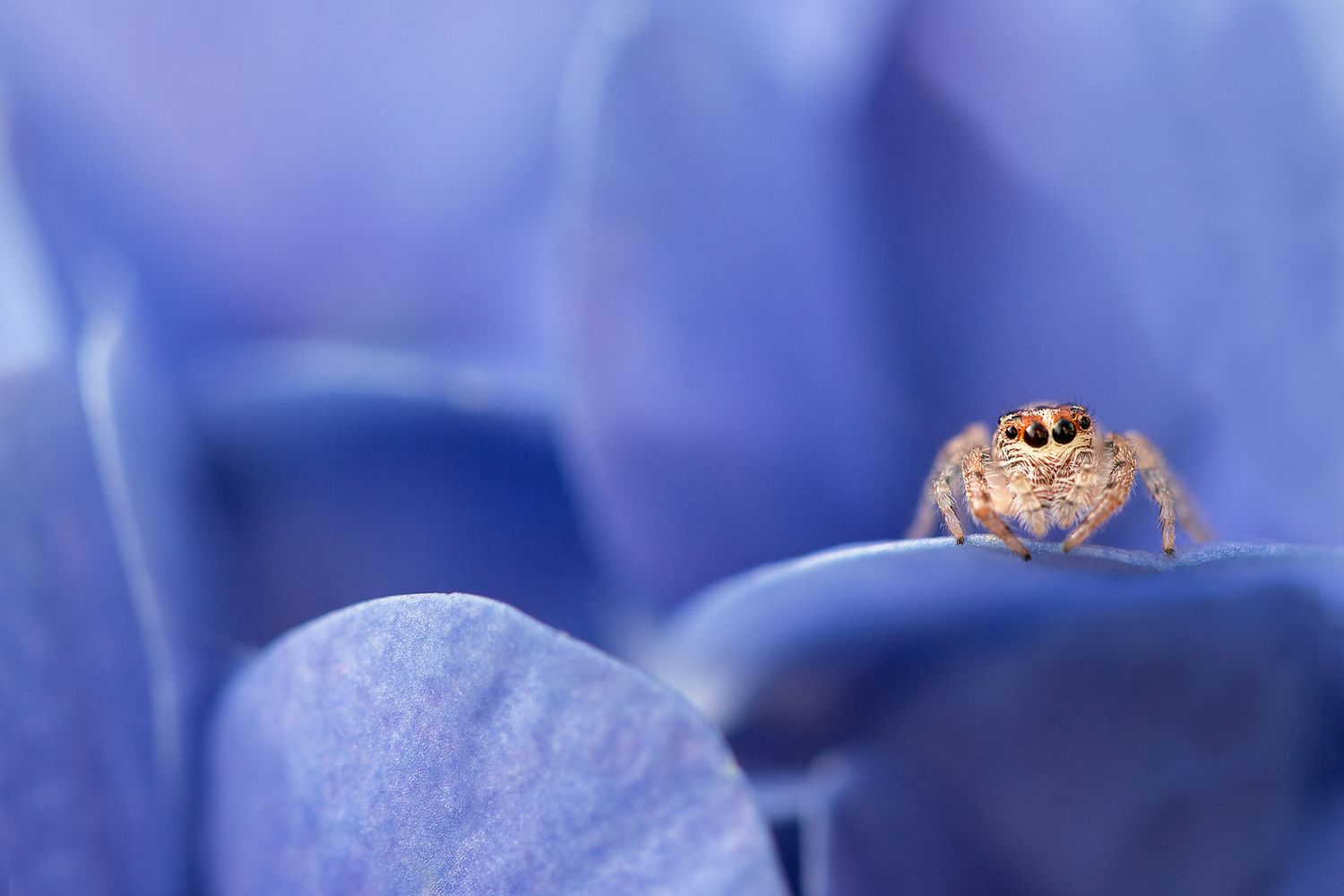 macro photo
