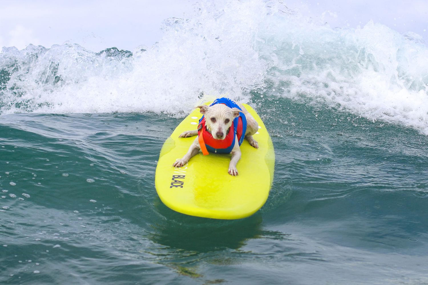 dog surfing