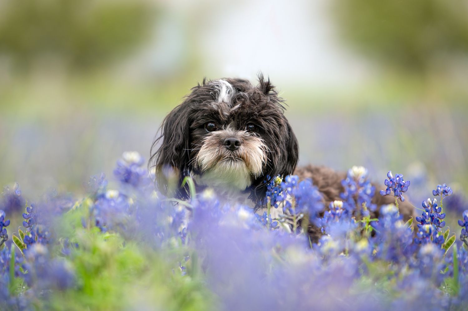 A black and white Shih Tzu dog peeks through beautiful purple bluebonnet wildflowers in a spring meadow.