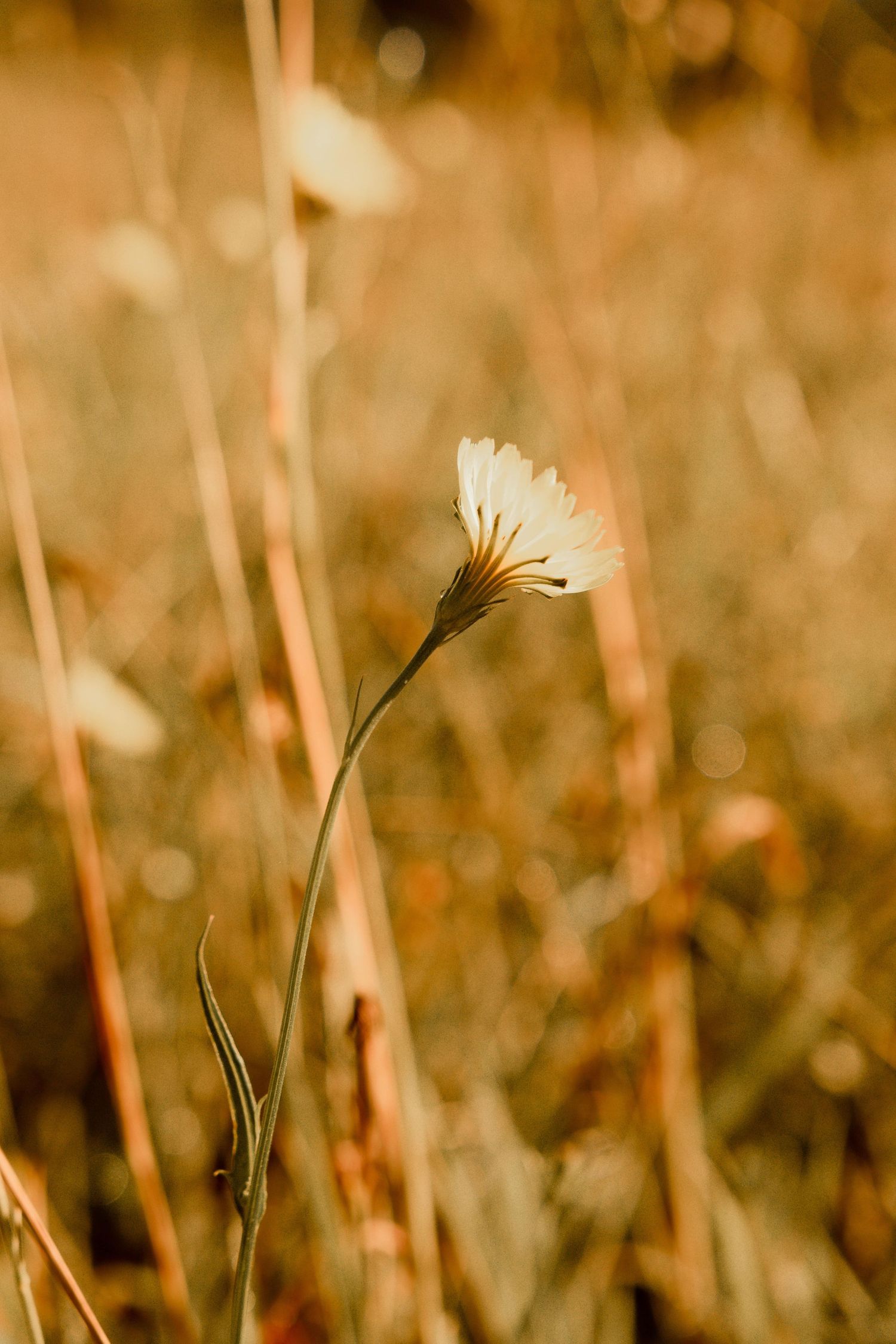 Close-up of golden wheat stalks in soft focus with natural bokeh effect.