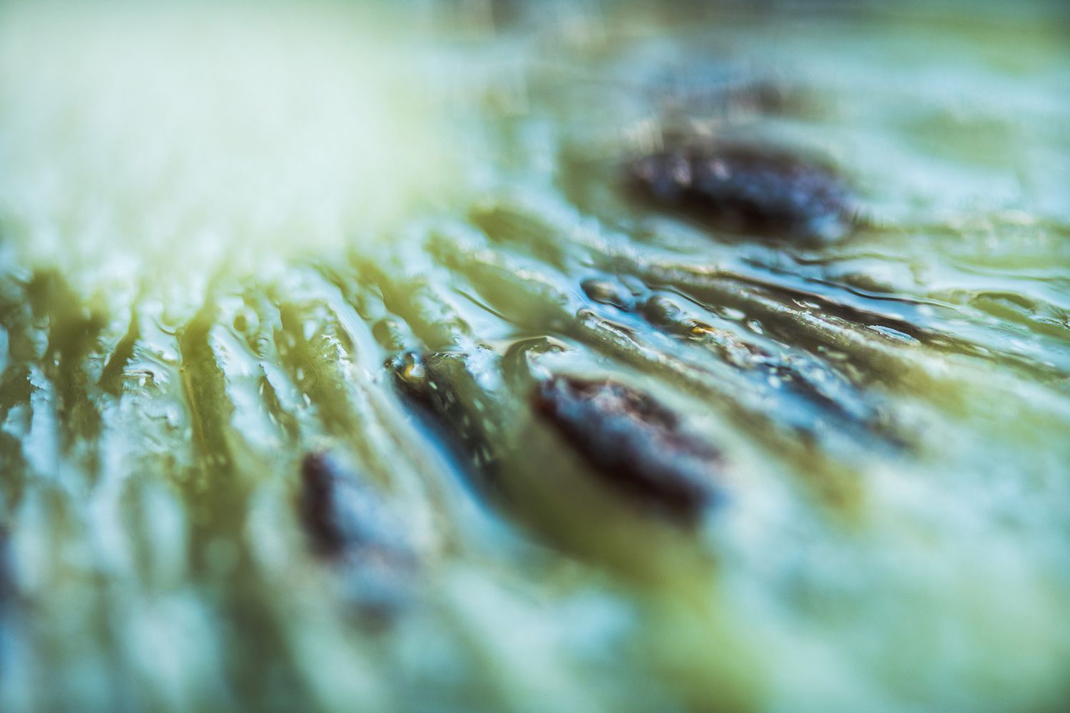 Extreme close-up of kiwi fruit flesh showing fibrous texture and seeds.