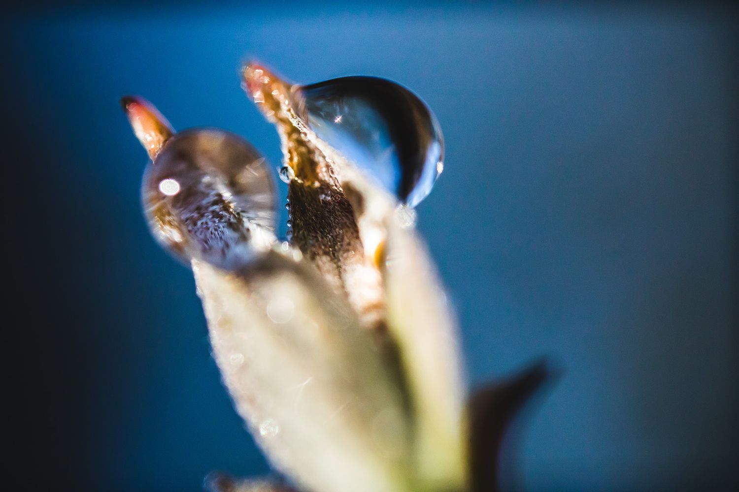 Water droplets on plant stem reflecting light against deep blue background.