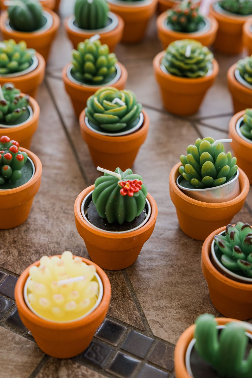 Close up of small decorative succulent plants in tiny terracotta pots.