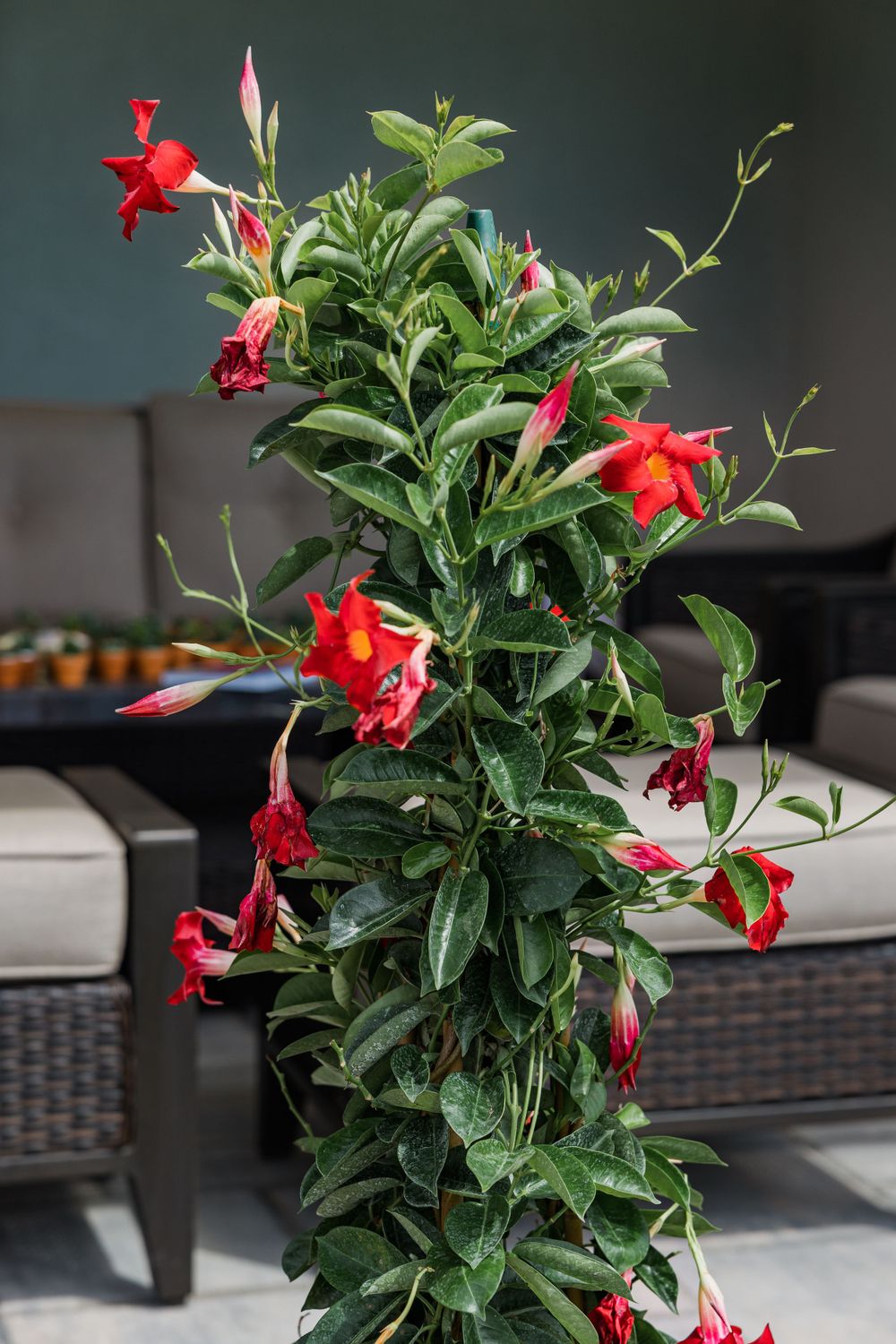 Red trumpet-shaped flowers blooming on a green leafy vine against a dark background.