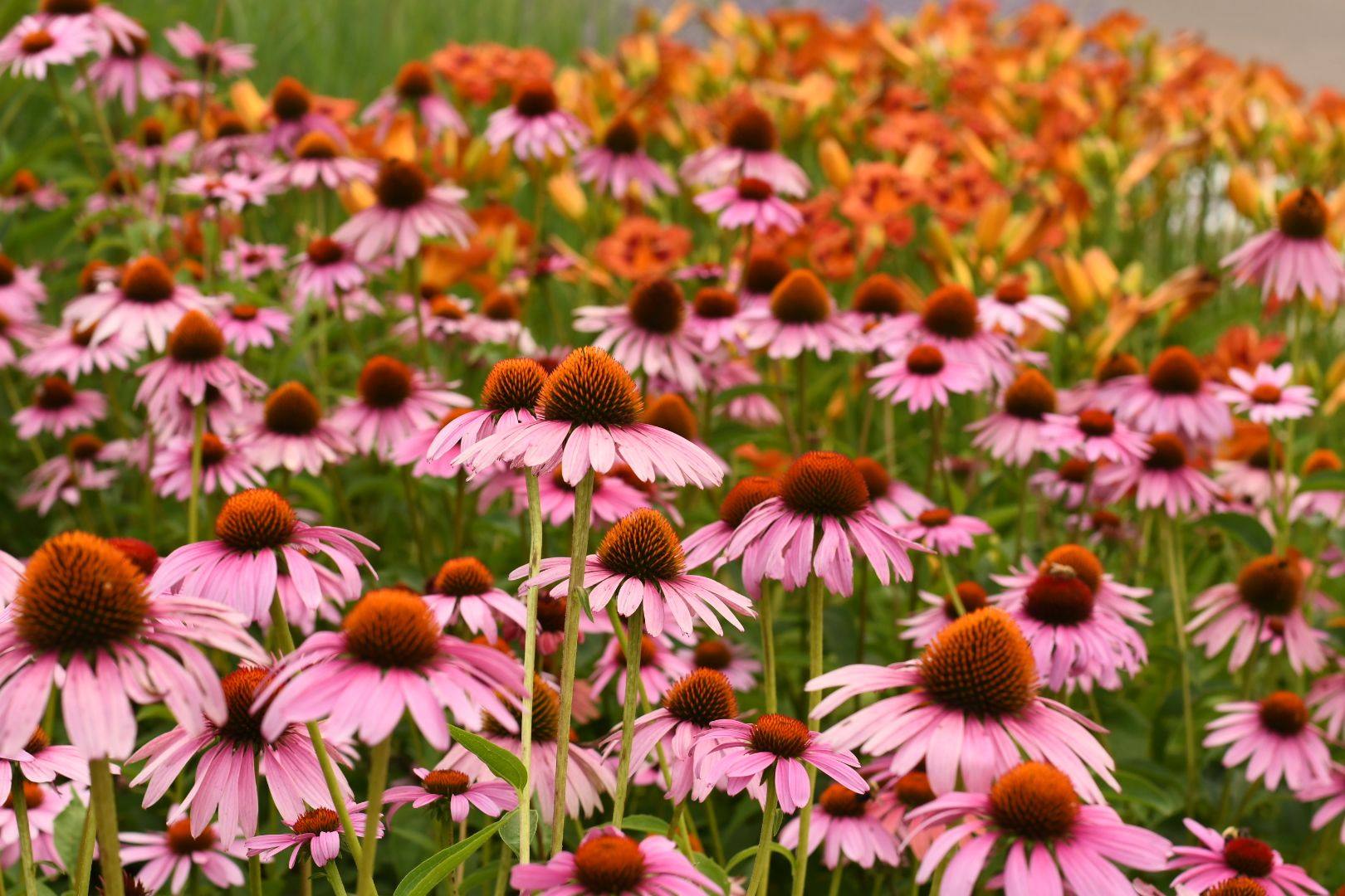 Pink and orange coneflowers bloom in a vibrant garden setting during summer.