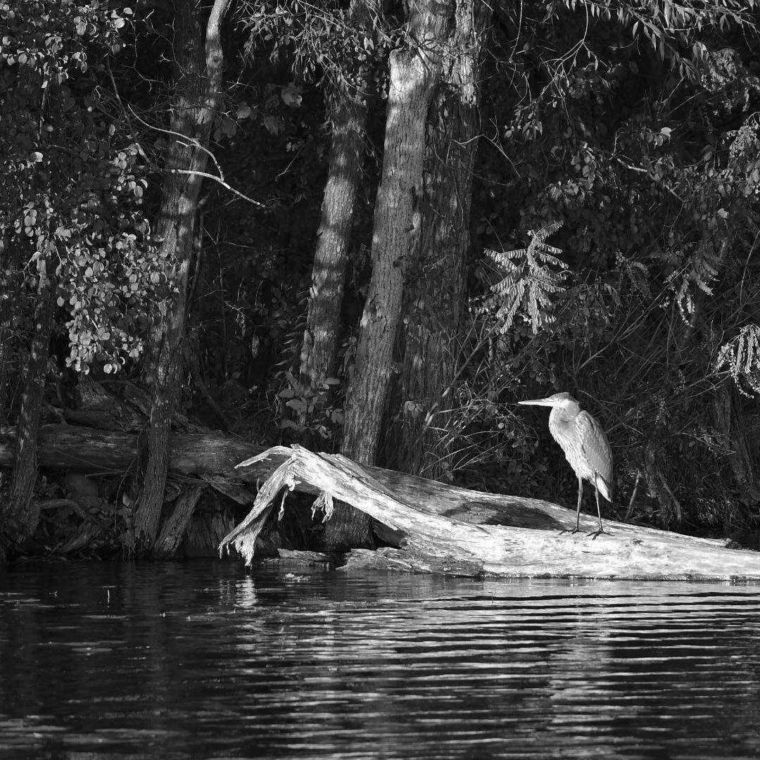 A solitary heron stands on a fallen log in a tranquil forest stream.