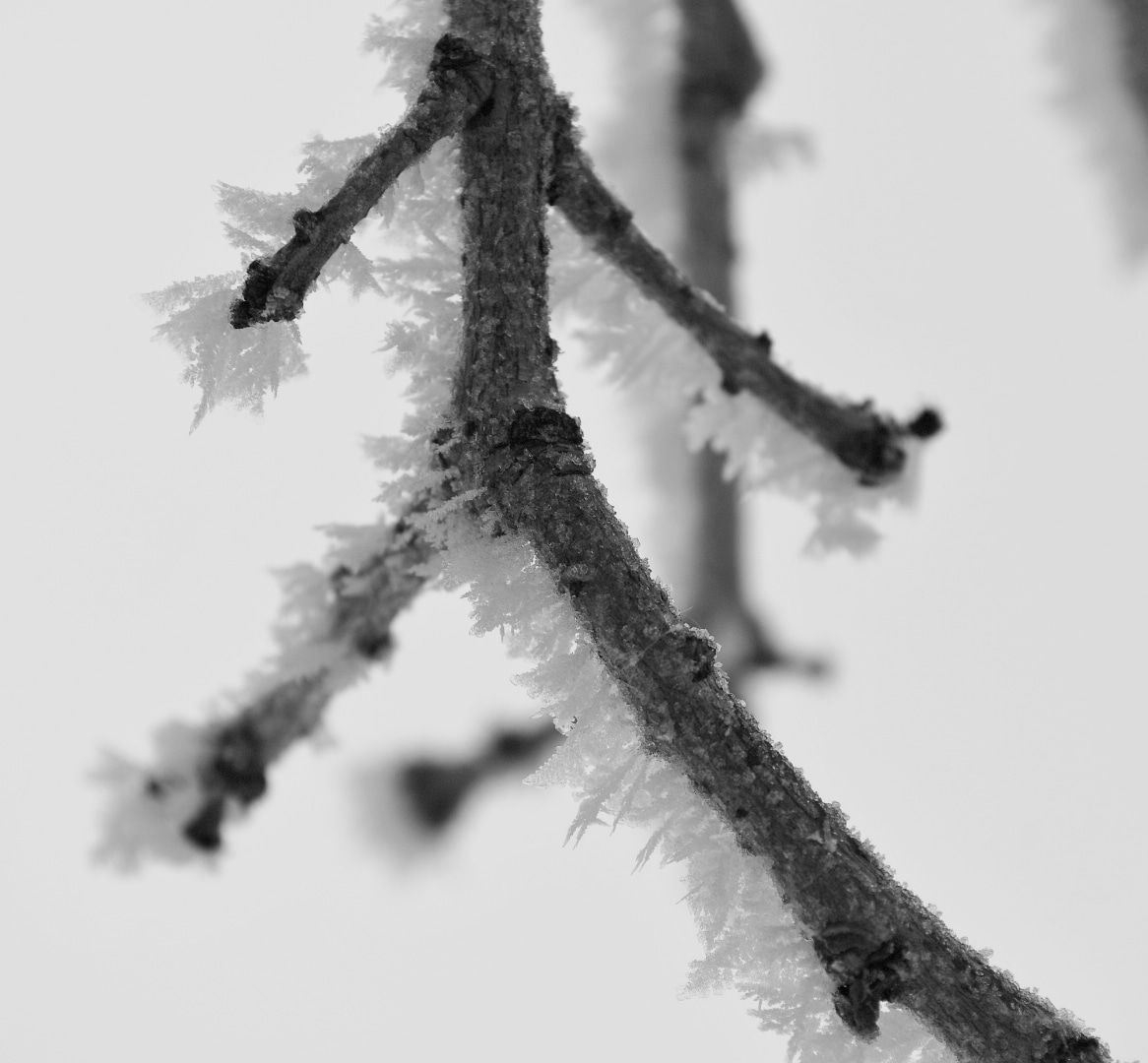 Delicate ice crystals form on bare winter tree branches in black and white.