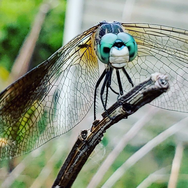 Closeup of a blue dragonfly perched on a branch with detailed wings and turquoise eyes.