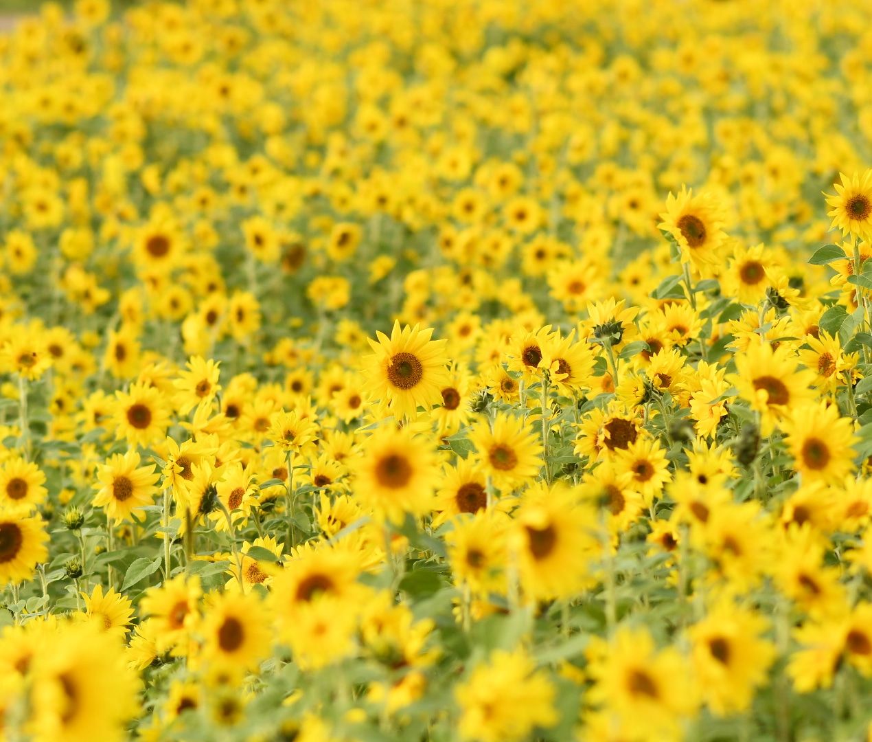 Vast field of bright yellow sunflowers stretching to the horizon in summer sunshine.