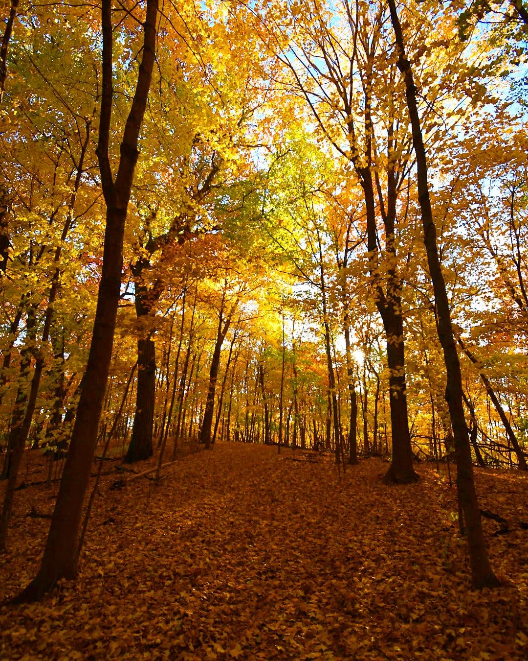 Golden sunlight filters through autumn trees along a leaf-covered forest path.