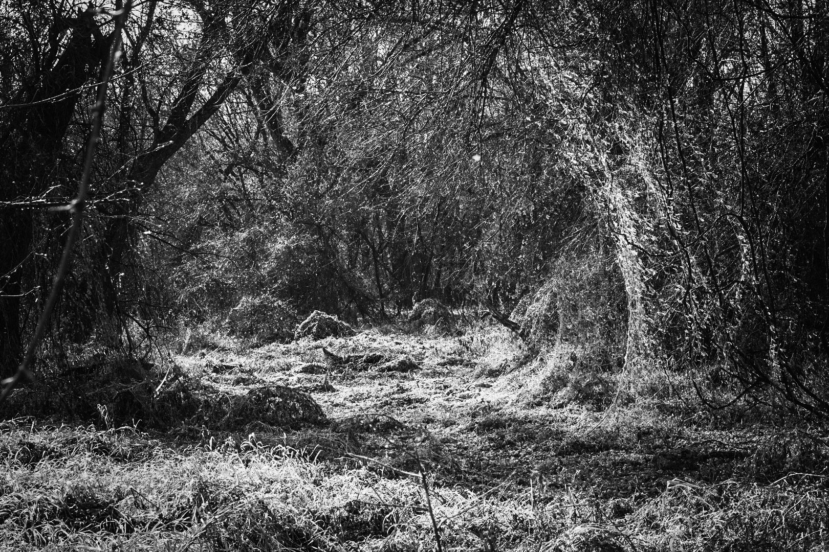 Moody black and white forest path with sunlight filtering through dense trees and undergrowth.