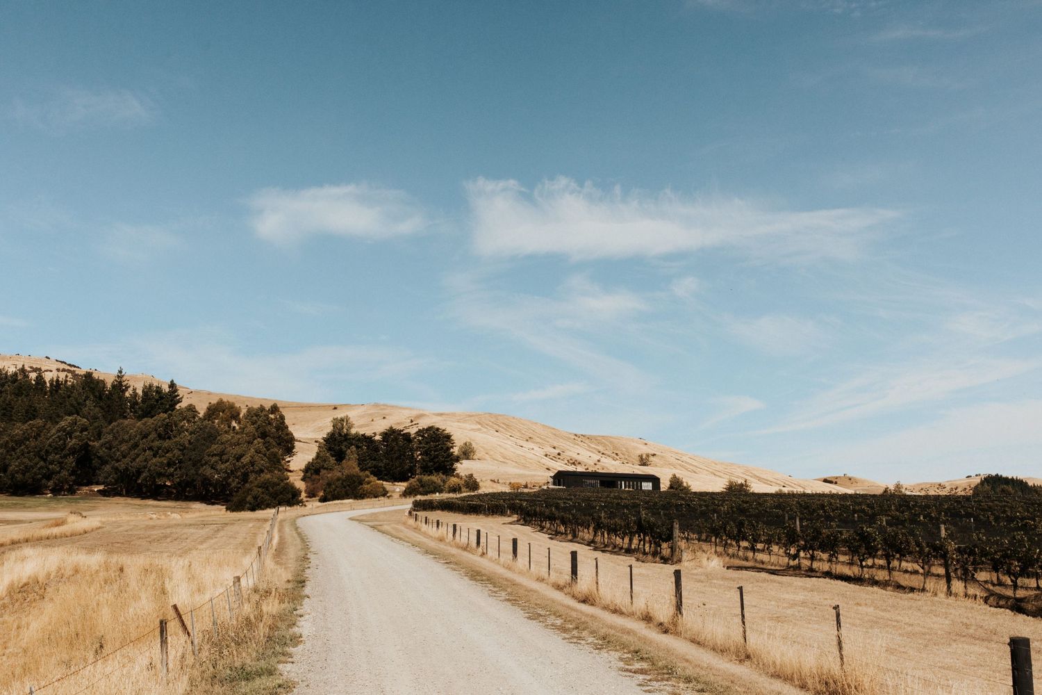 A winding dirt road through golden hills and vineyards under blue sky.