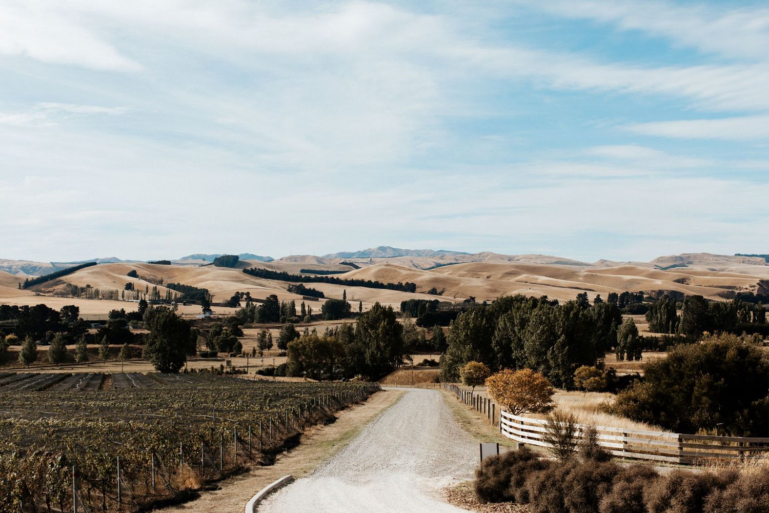 Scenic winding road through rolling hills and countryside with scattered trees in warm afternoon light.