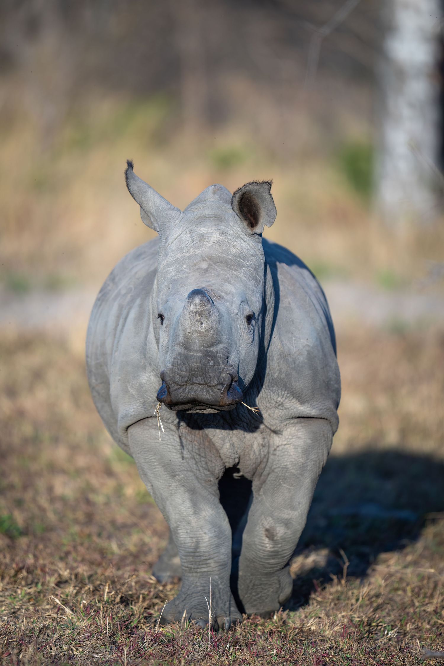 Baby rhinoceros charging forward through dry grassland with determined expression.