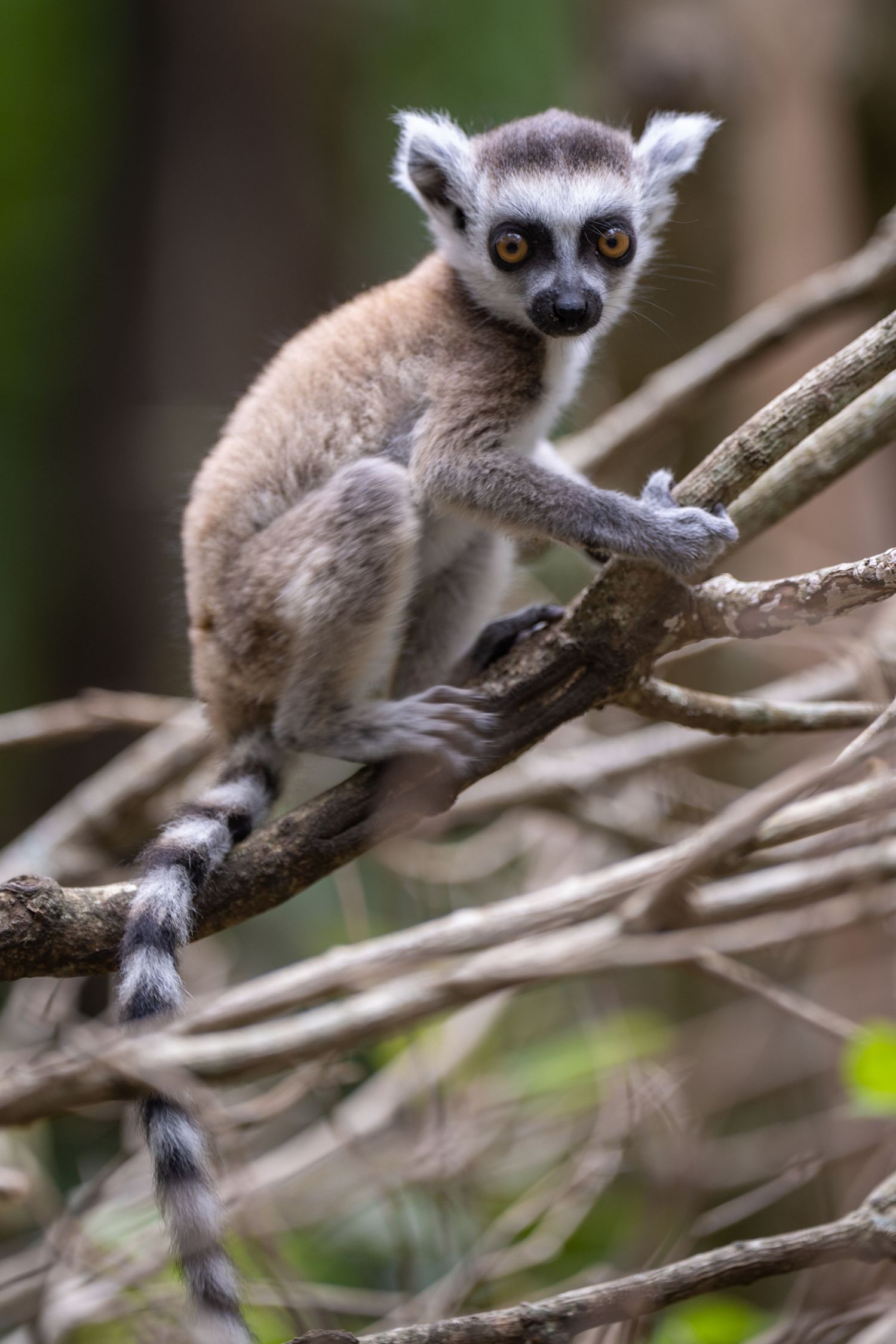 Baby ring-tailed lemur climbing on tree branches in a forest setting.