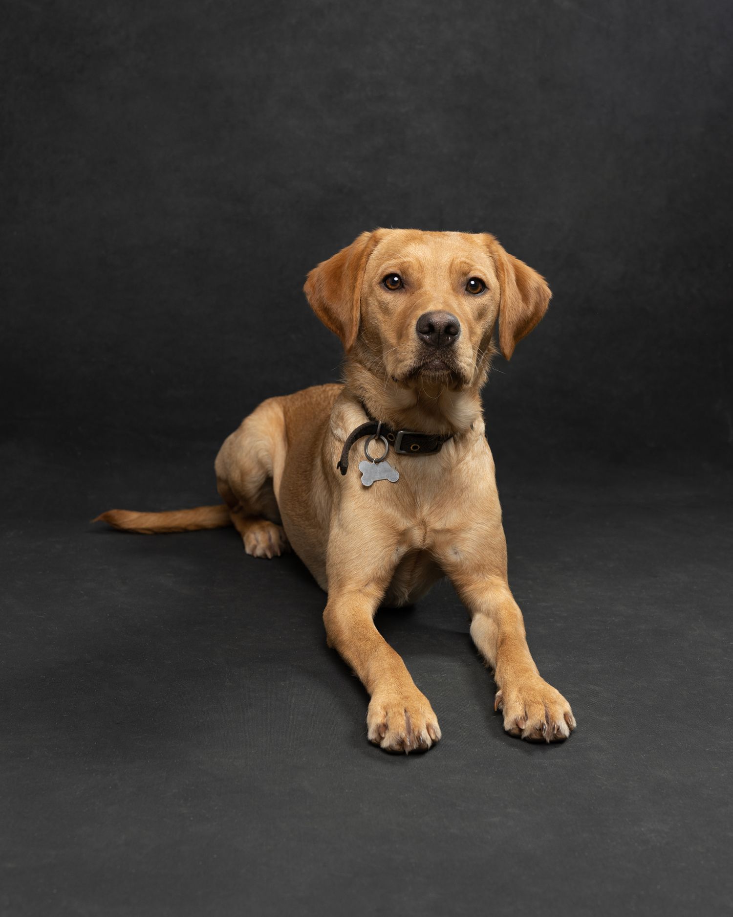 Studio Pets, Dog's photographer, Northampton. www.elenabrownportraits.co.uk, golden retriever