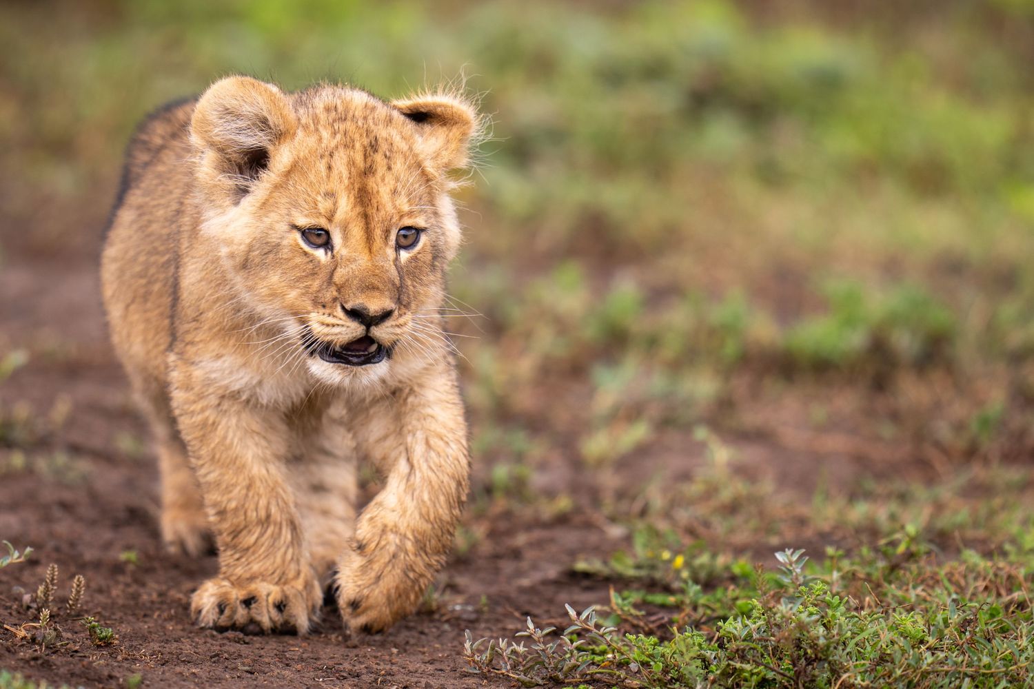 Lion cub crawling through grass with alert expression.
