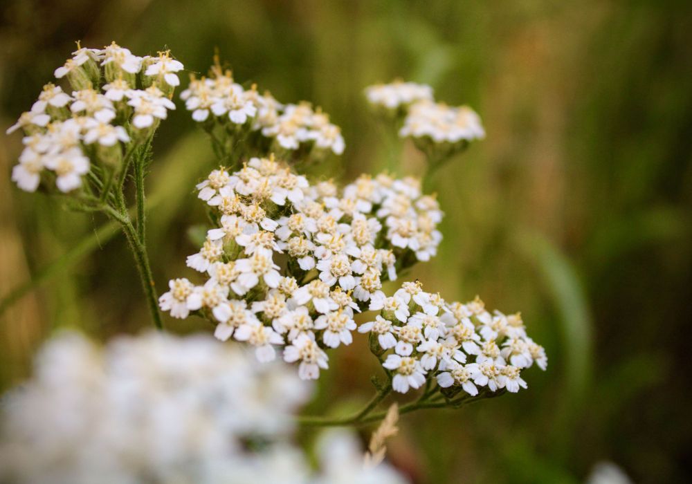 Flower Photographs