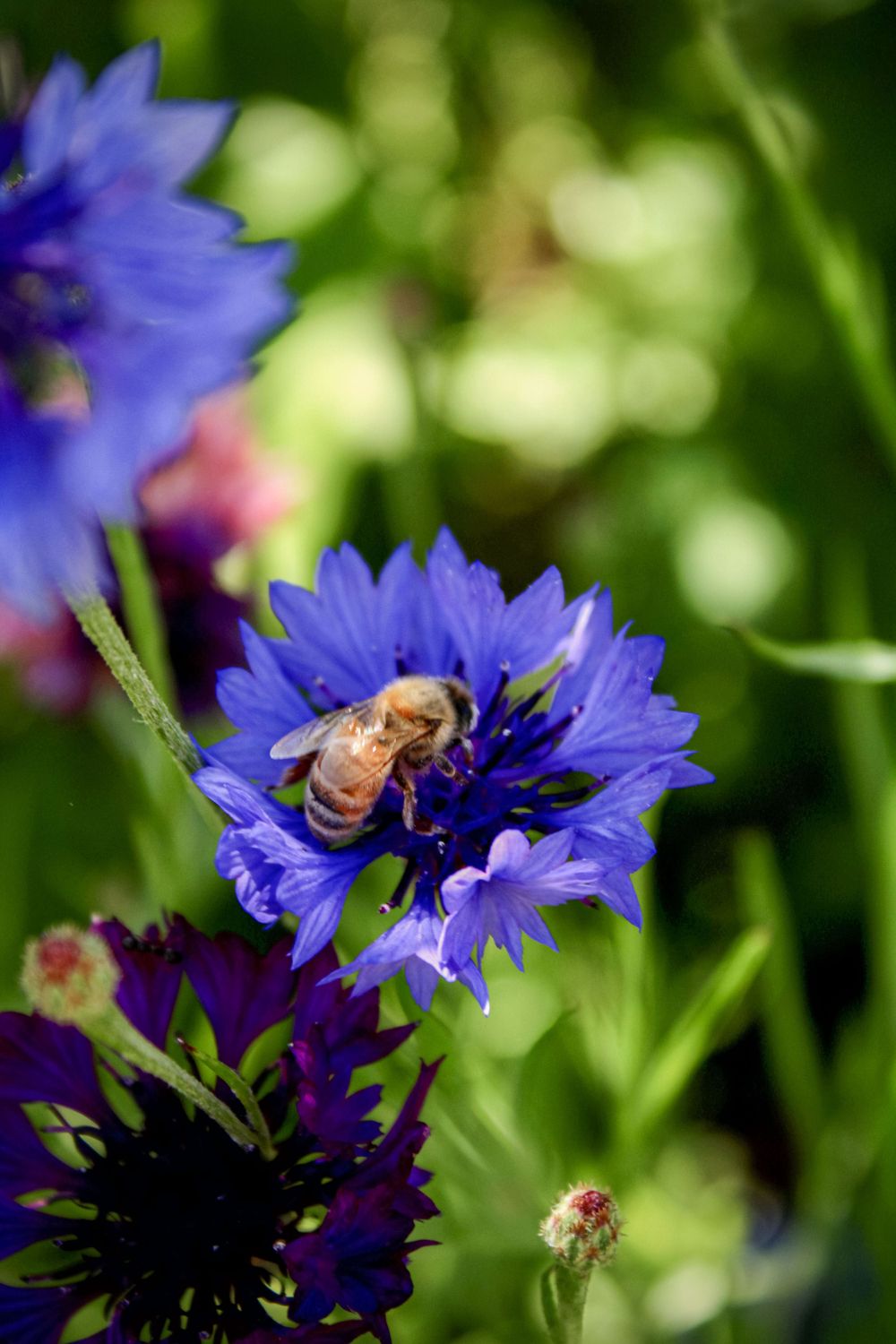 Macro Bee Photography