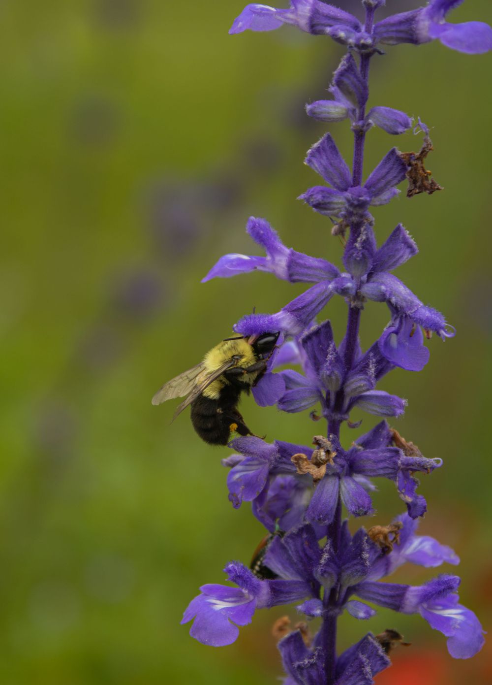 Macro Bee Nature Photography