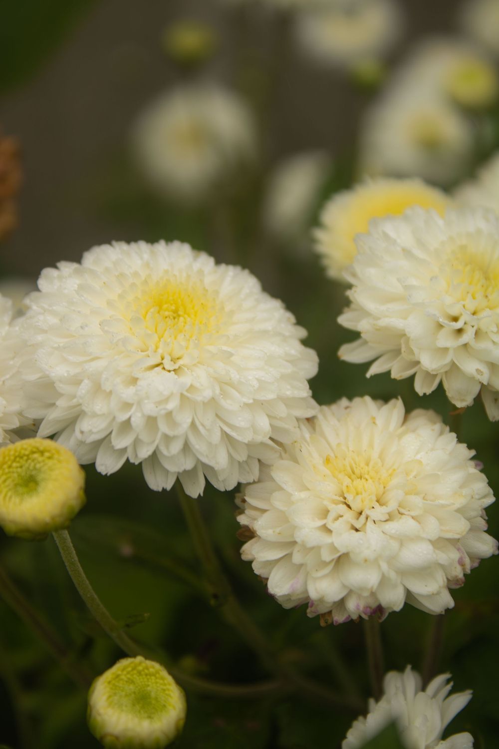 Detailed Flower Photography - Nature Photographer