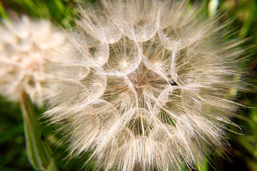 Macro Dandelion Photography