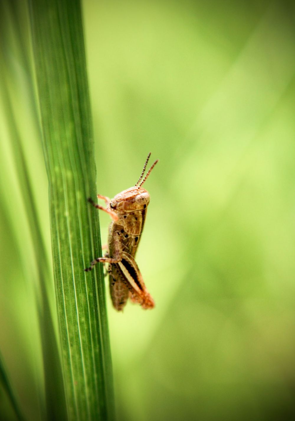 Macro Insect Photography