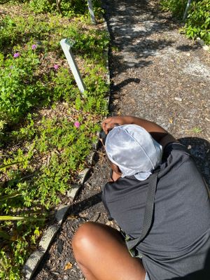 “Despite the gardener's best intentions, Nature will improvise.”