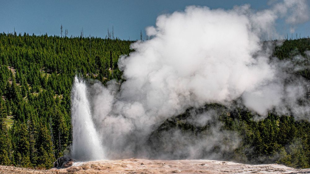 Steaming geothermal pools and geysers in Yellowstone National Park create a dramatic landscape against evergreen forest.