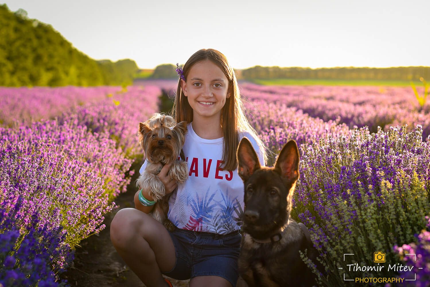 Лавандулова фотосесия на момиче с кучета