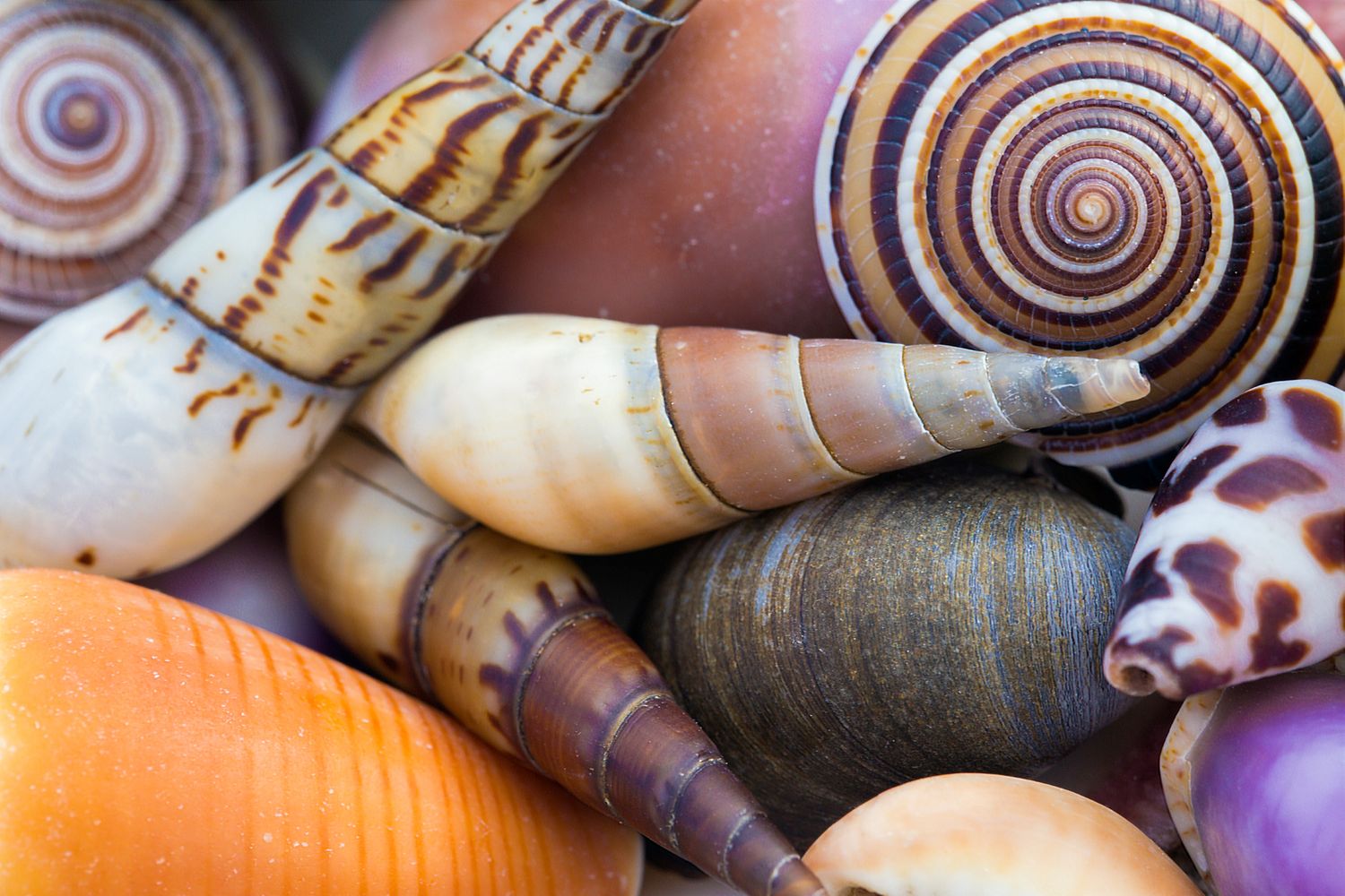Shell Collection Stock Image © COPYRIGHT. 2020. Dragon Papillon Photography. All Rights Reserved.