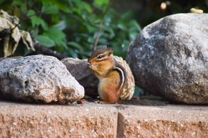 Chipmunk perched among rocks and foliage in a natural garden setting.
