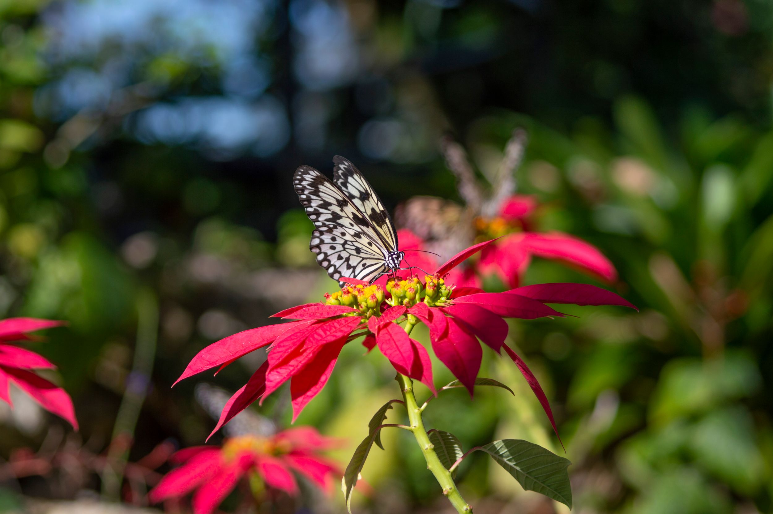 A delicate butterfly perches on bright red poinsettia flower in garden setting.