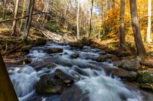 Rushing mountain stream cascades over rocks through autumn forest with golden foliage.