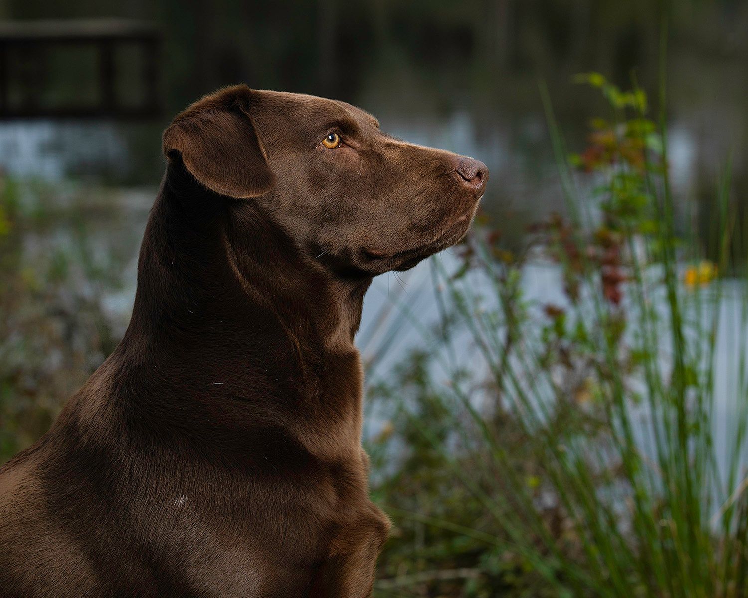 Equestrian & Pet photography