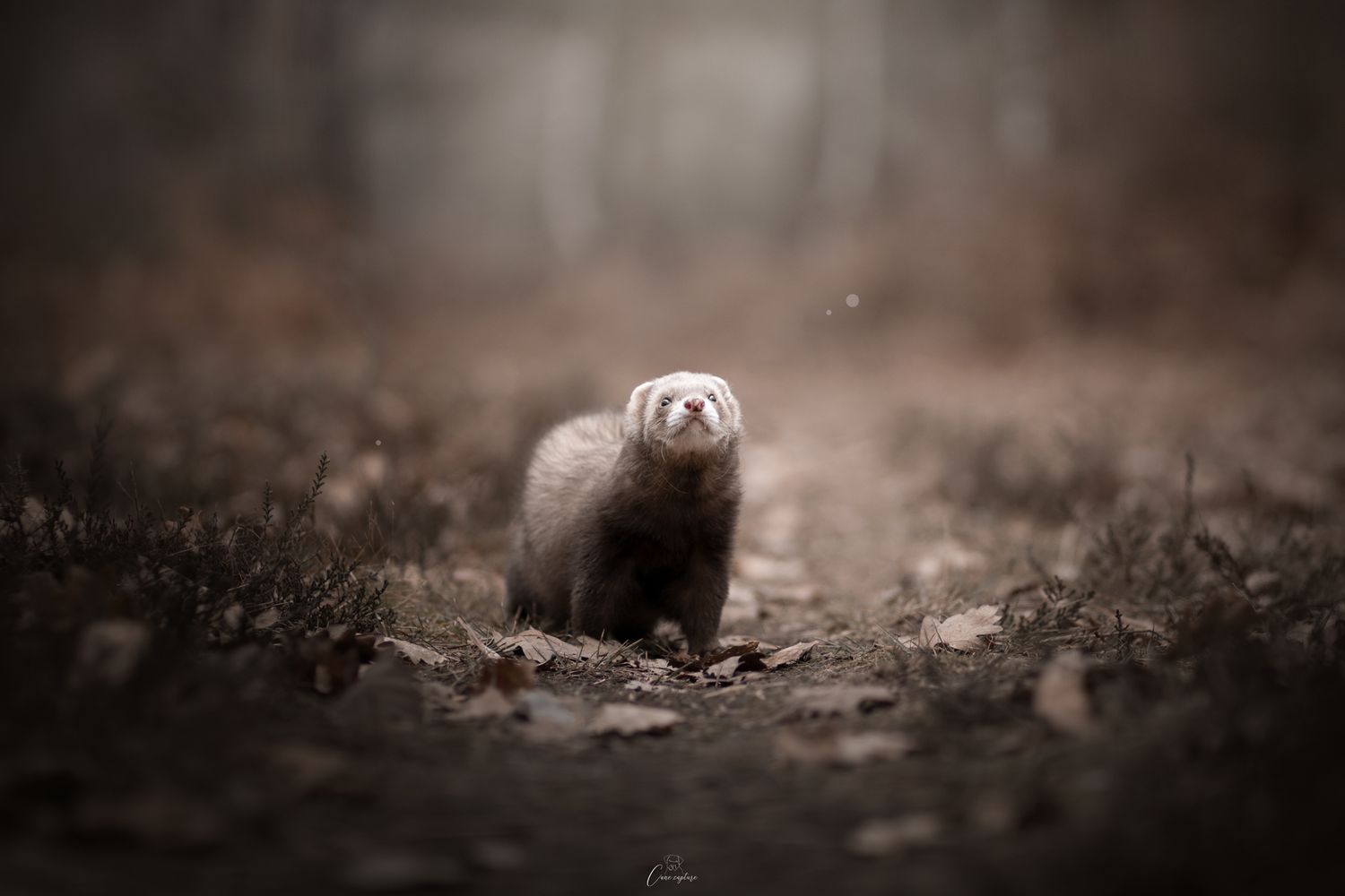 photo-furet-nac-exterieur-tours-saint-malo-chloe-frigo