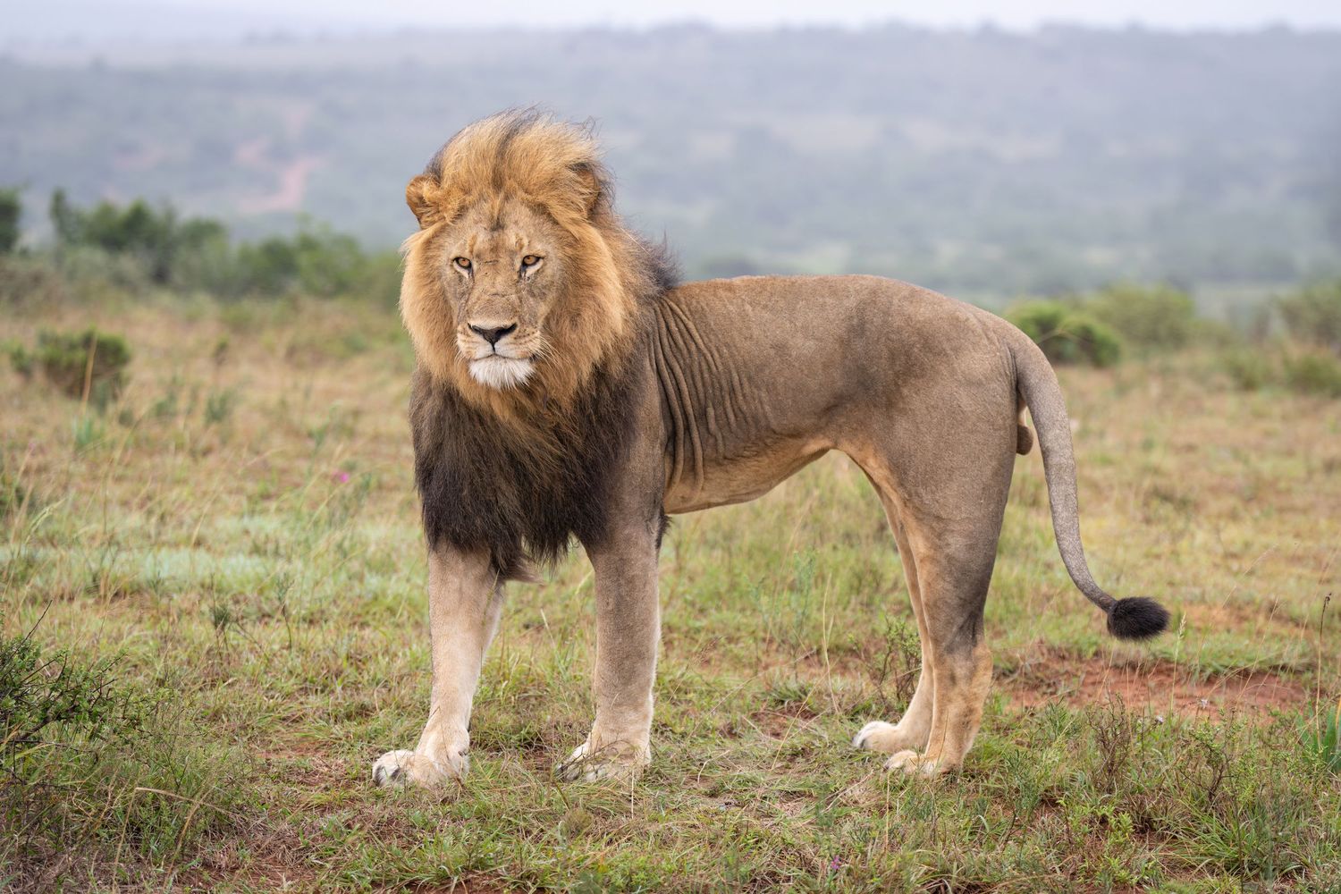 Pride of lions resting together on grassy African savanna.