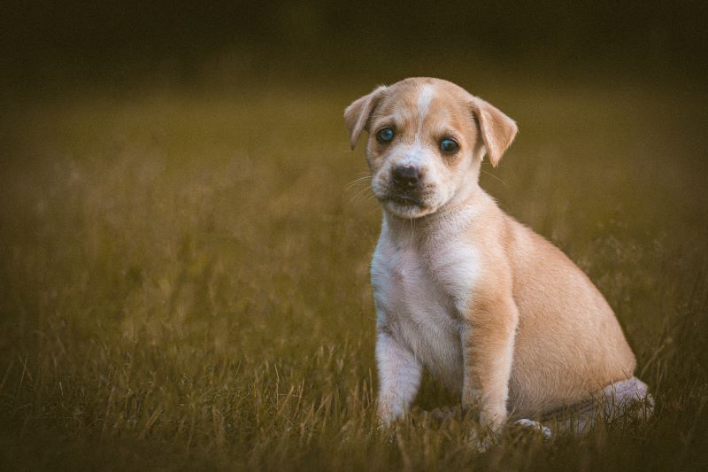 pet photography, pet photographer, pet photos, dog photos, pets photographer